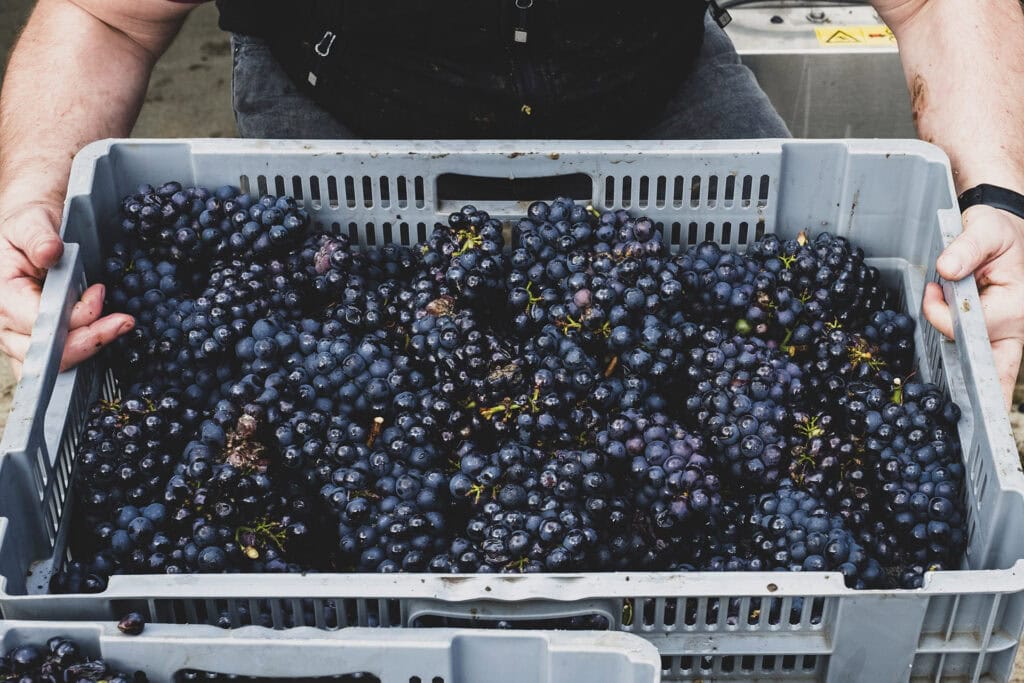 High angle close up of person holding grey plastic crate of freshly picked bunches of black grapes at a vineyard.